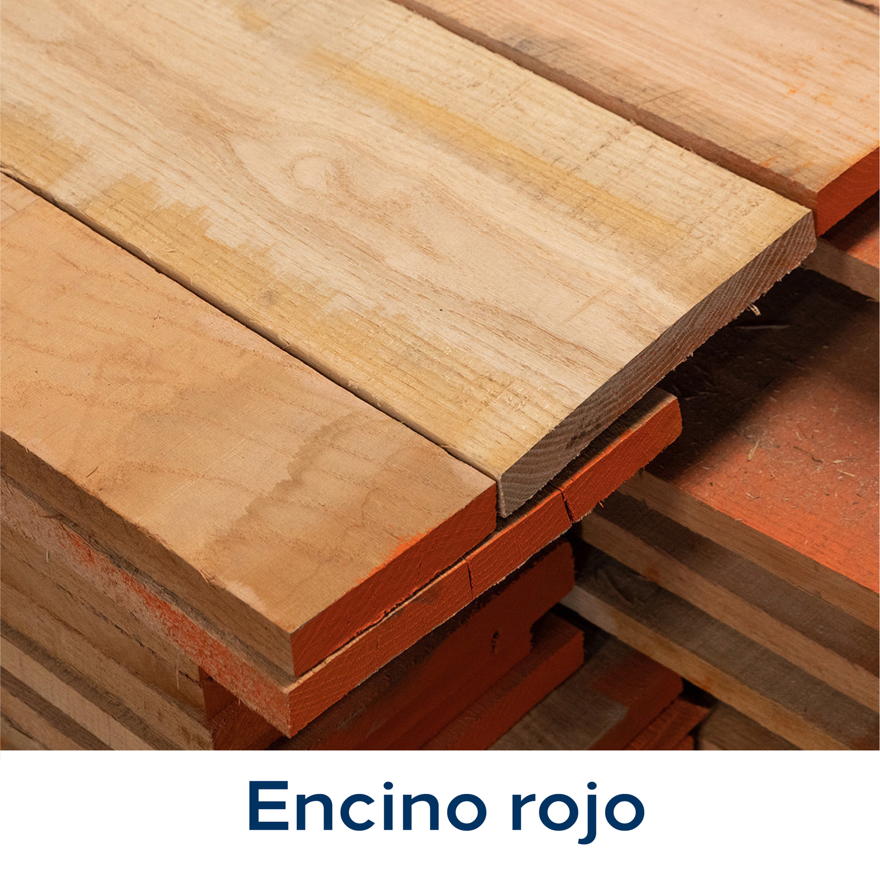 Encino rojo
