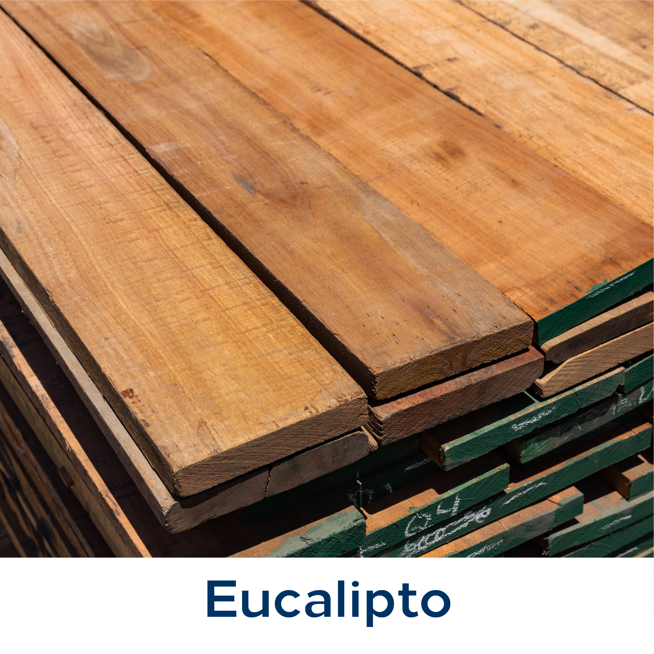 Eucalipto
