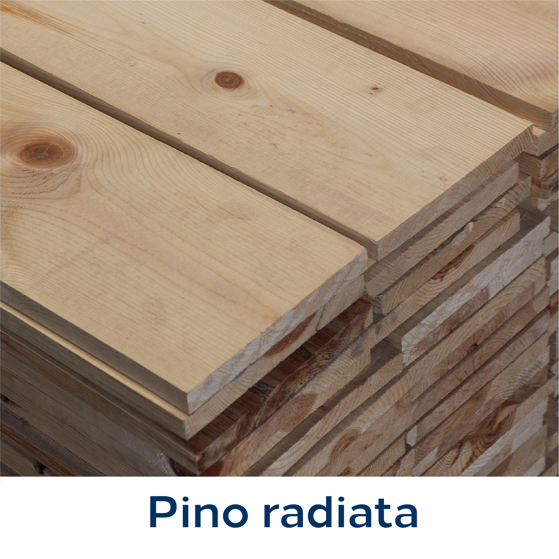 Pino radiata